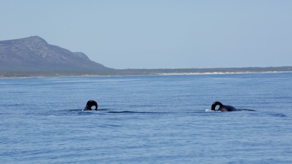 Orca Conflict With Great White Caught On Camera In Mossel Bay