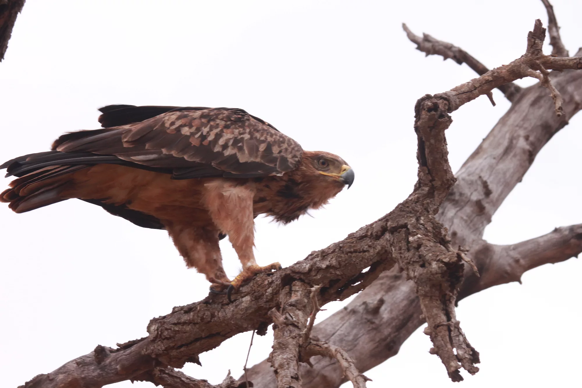 Eight Of The Best Birding Spots In South Africa