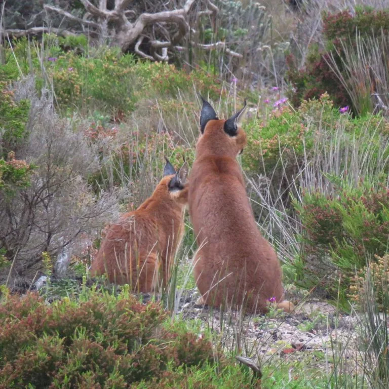 Brian van der Leer's remarkable meeting with a caracal and kitten