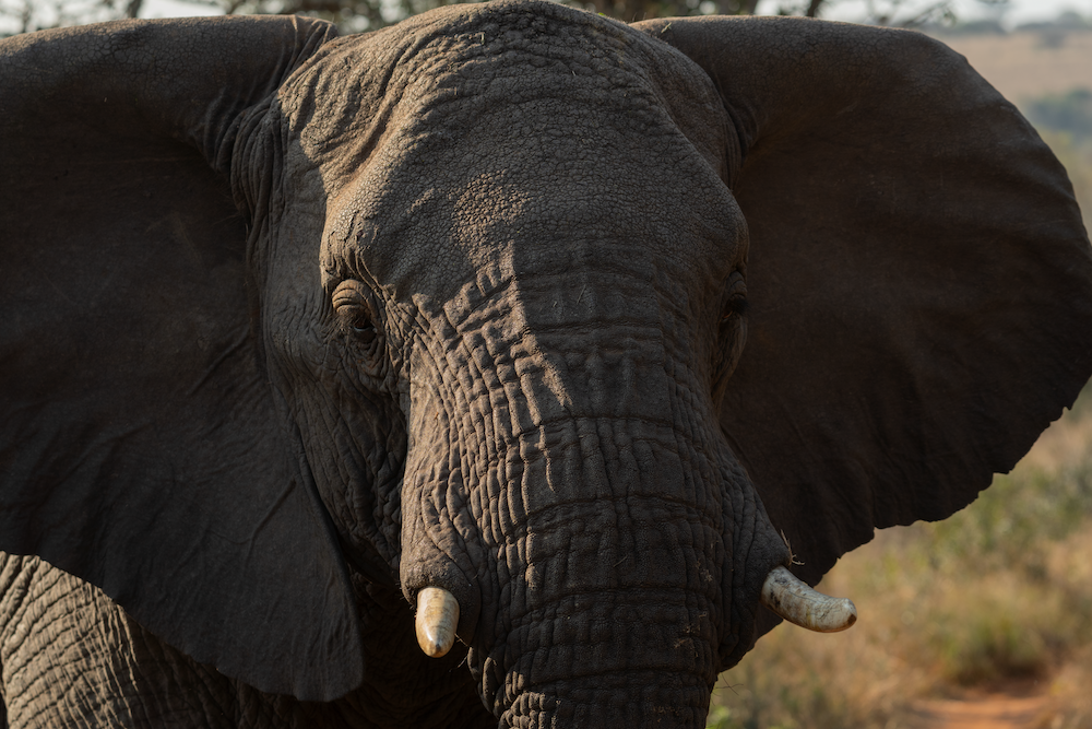 The Return Of The Elephants To Babanango Game Reserve