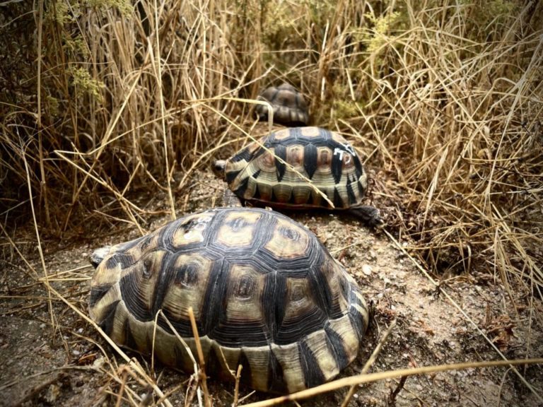 tortoises released SPCA