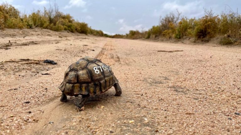 tortoises released SPCA