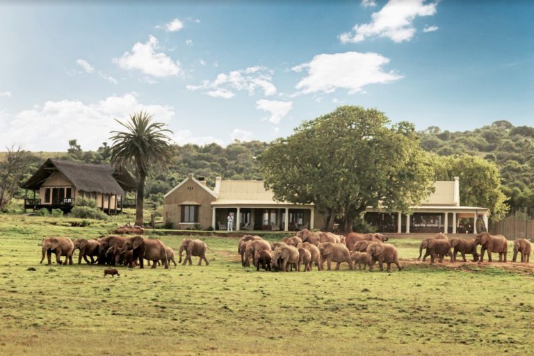 Gorah Elephant Camp offers special rates to SA locals this winter  Jarastyle travel