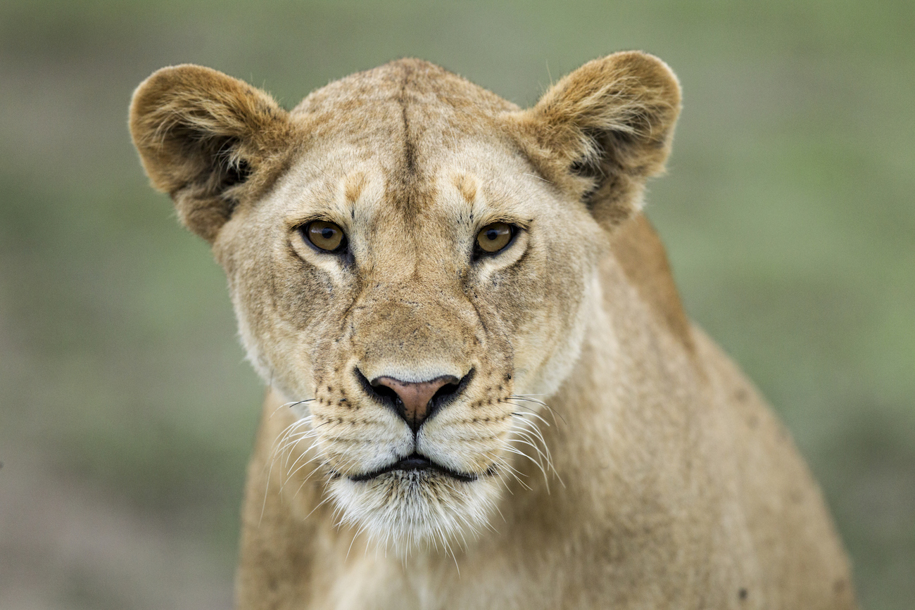 Breaking: Lioness escapes her transport container in the North West