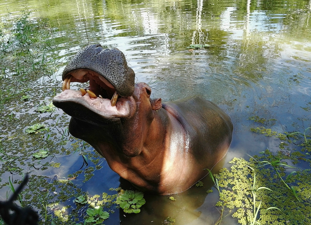 Colombia's 'cocaine hippos' to be translocated to India and Mexico