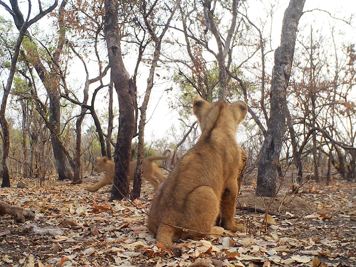 Rare footage of West African lion cubs signifies population recovery