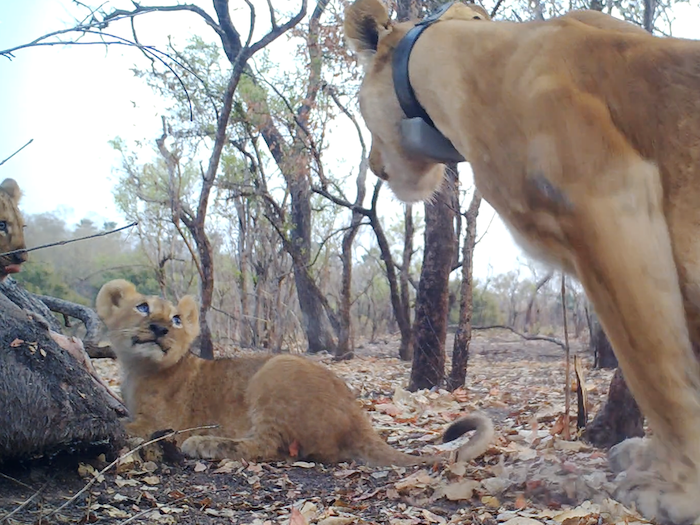 Rare footage of West African lion cubs signifies population recovery