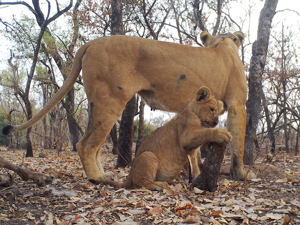 Rare footage of West African lion cubs signifies population recovery