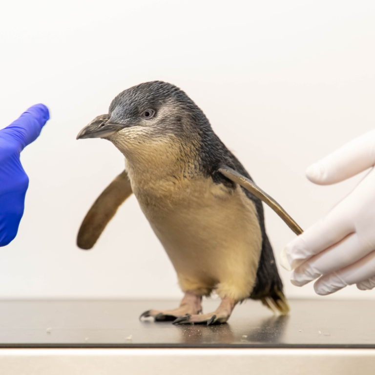 World's first MRI Scan for the fairy penguin species! Jarastyle travel