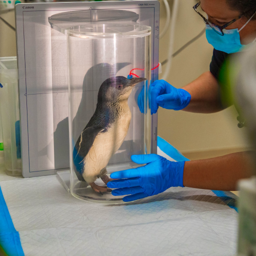 World's first MRI Scan for the fairy penguin species! Jarastyle travel