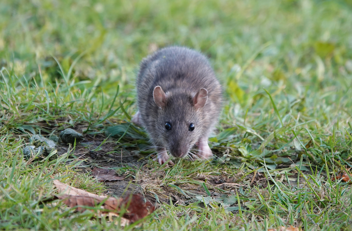 Rat Eradication Programme Sees Thriving Ecosystem On Australian Island