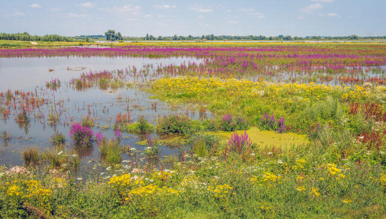 Study shows targets to reverse biodiversity decline may be inadequate Jarastyle travel