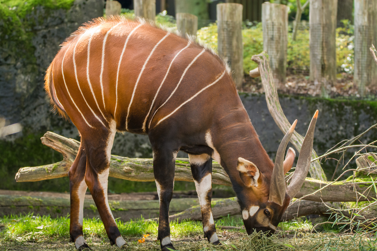 Alternative energy source created to save Kenya's Eburu Forest