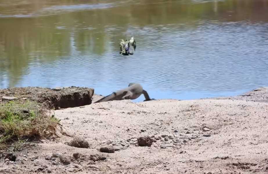 Pied Kingfishers protect nest from lizard in Kruger Park Jarastyle travel