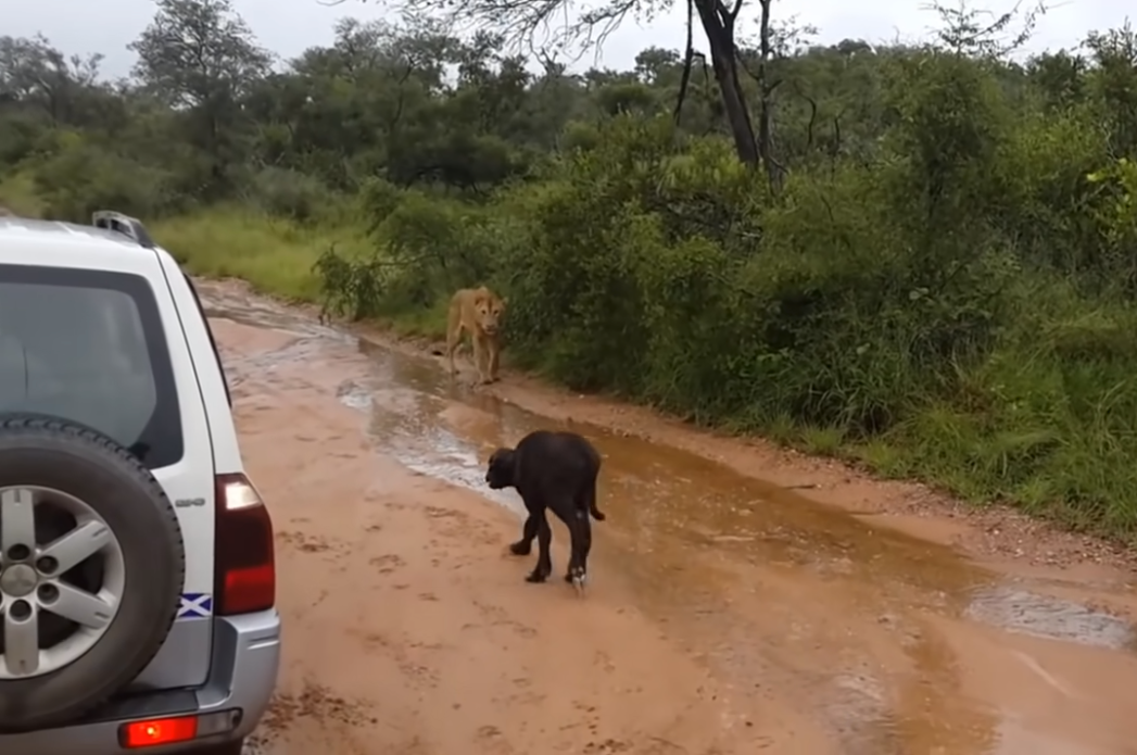 Lion approaches calf on safari, but mother comes to the rescue Jarastyle travel