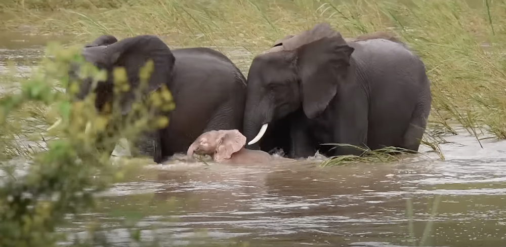 The pink elephant goes for a splash in the river Jarastyle travel