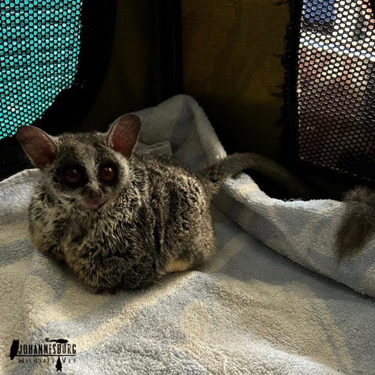 Mohol bushbaby