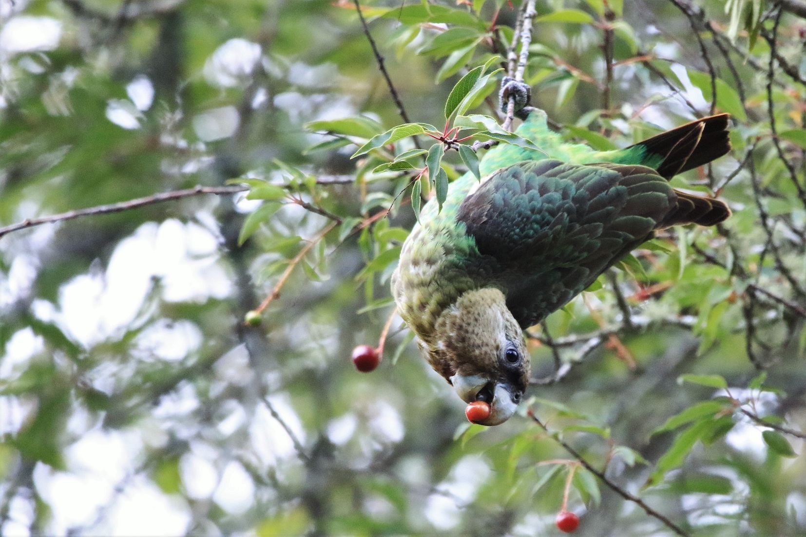 This World Parrot Day is focusing on the vanishing Cape parrot