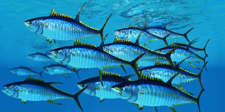 WWF advises on 30% annual catch reduction in yellowfin tuna Jarastyle travel