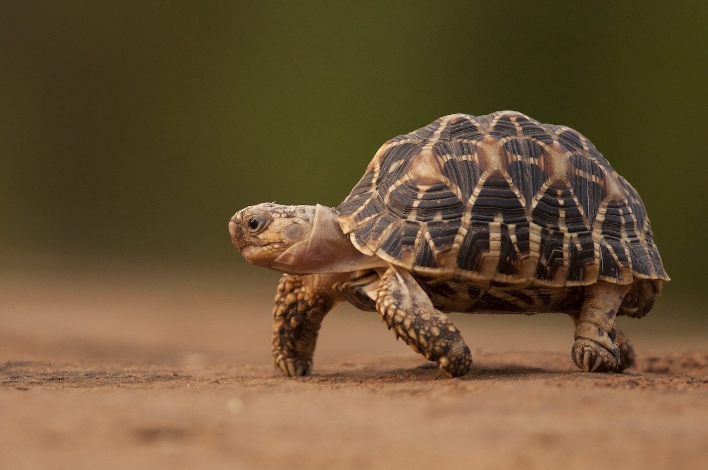 Tiny Tim celebrates his first birthday with a stroll and a strawberry Jarastyle travel