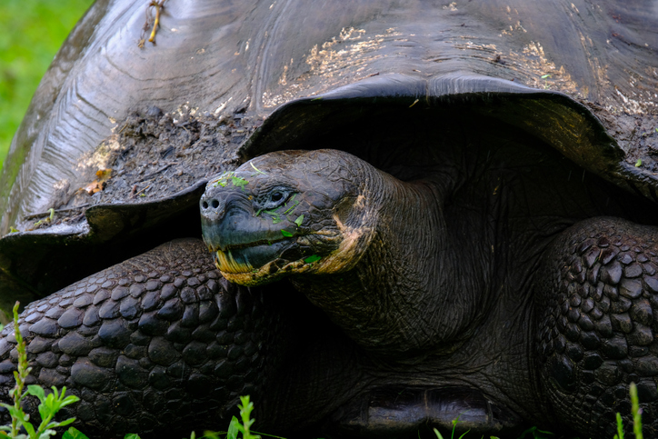 Chicago kayakers encounter 'Chonkosaurus' turtle Jarastyle travel