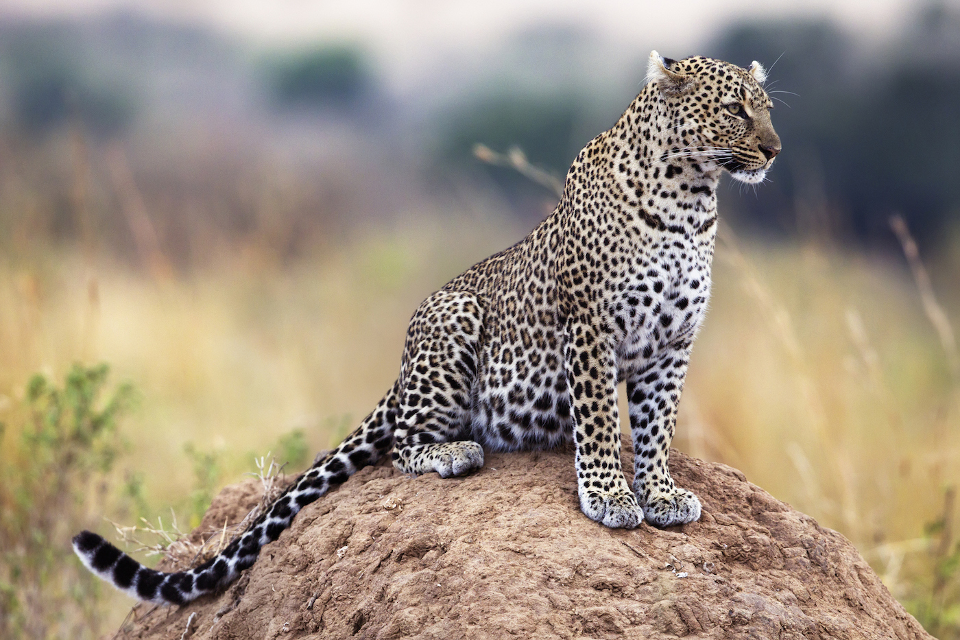 Surprise leopard sighting for guests at Kruger Gate Hotel Jarastyle travel