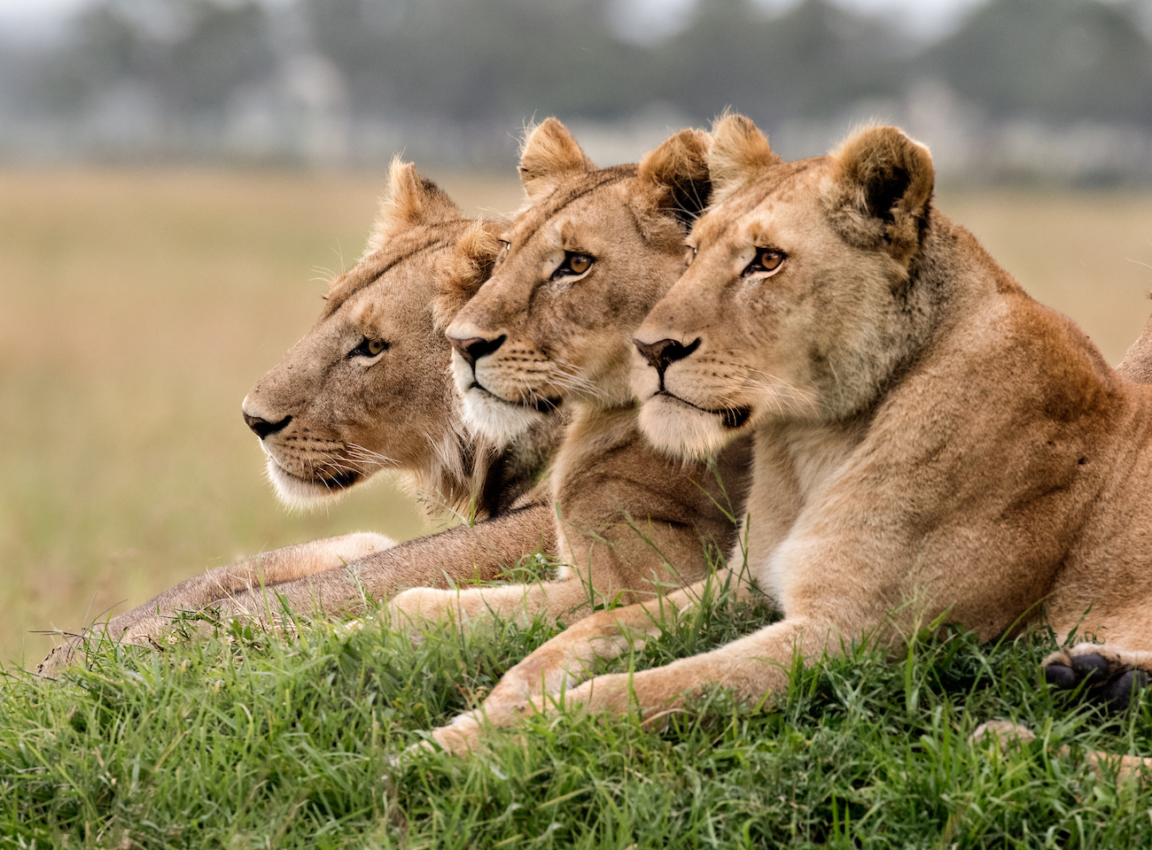 One of Africa's oldest lions killed in Kenya