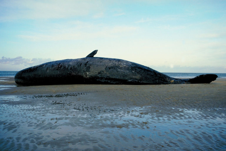 The body of a female sperm whale washes up on the UK coast Jarastyle travel