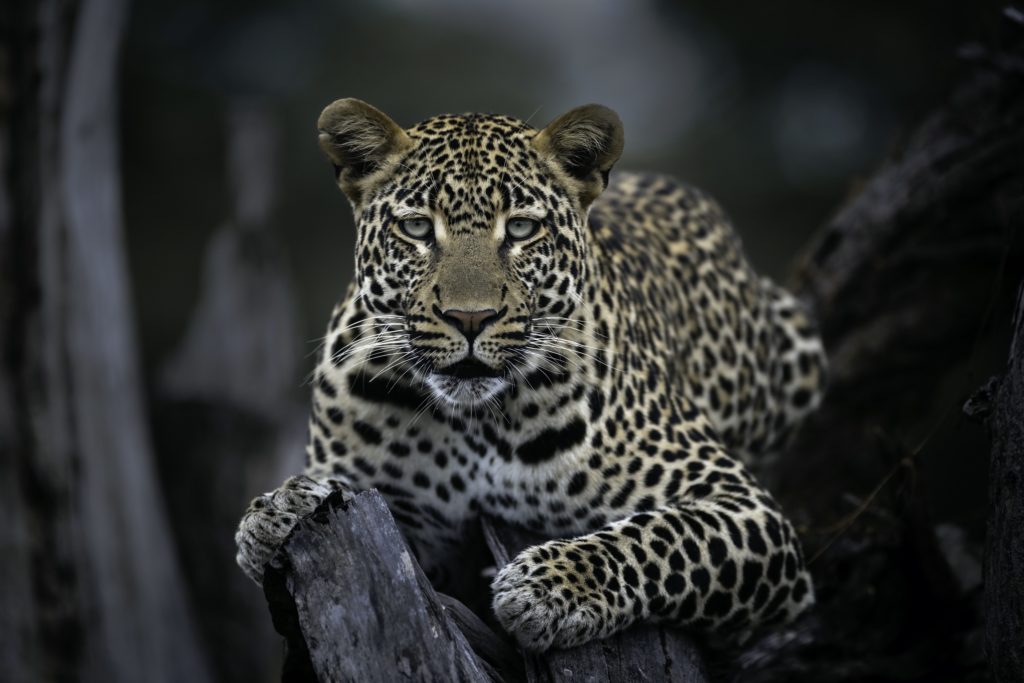 A Celebration Of The Leopard Through Rudi Hulshof's Eyes