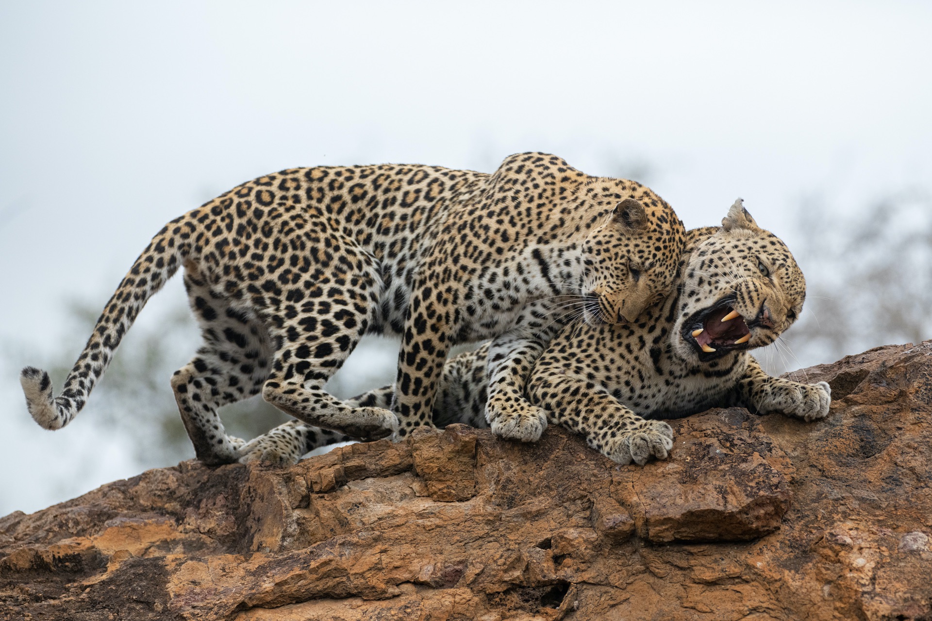 A Celebration Of The Leopard Through Rudi Hulshof's Eyes