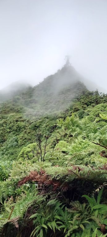 Nature-based solutions: water from the forest Jarastyle travel