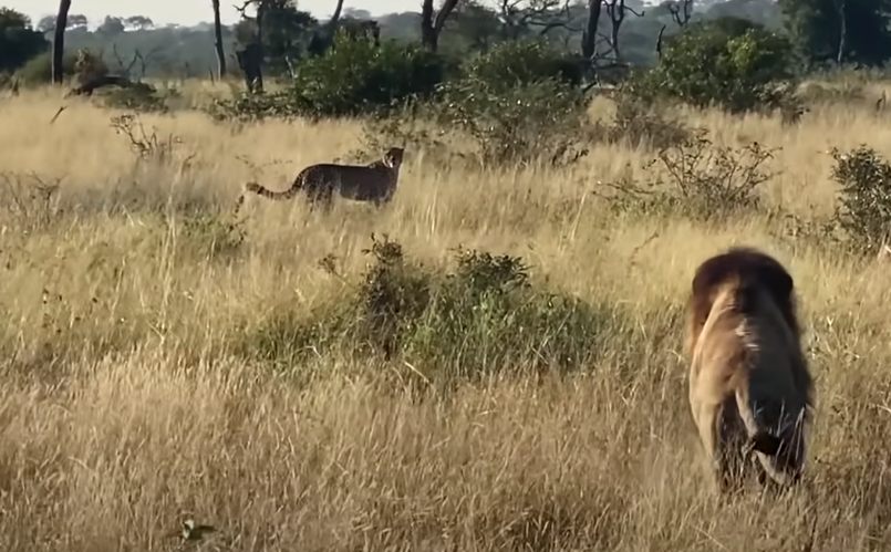 Lion chases cheetah and pack of wild dogs hunt baboon in one sighting Jarastyle travel