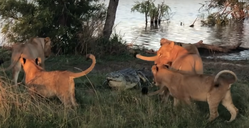 Cornered crocodile defends itself against 5 lions in Greater Kruger Jarastyle travel