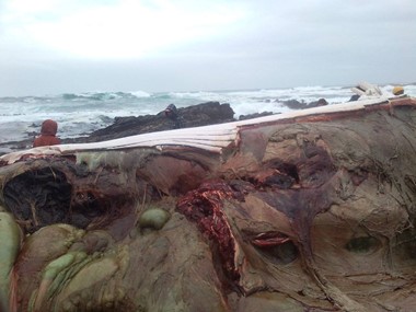 Overstrand Municipality urges public not to eat meat of washed-up whale Jarastyle travel