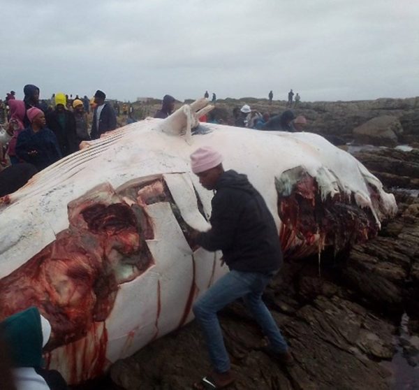 Overstrand Municipality urges public not to eat meat of washed-up whale Jarastyle travel