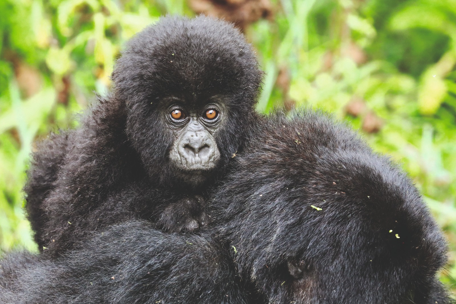 Good news from the brink of extinction in Volcanoes National Park