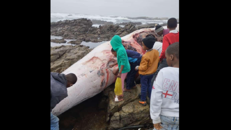 Overstrand Municipality urges public not to eat meat of washed-up whale Jarastyle travel