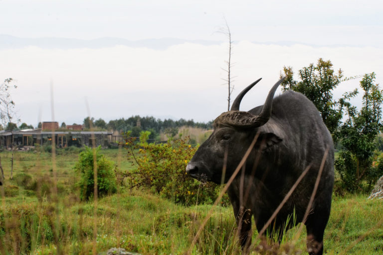 Human-wildlife conflict resolutions in Rwanda Jarastyle travel