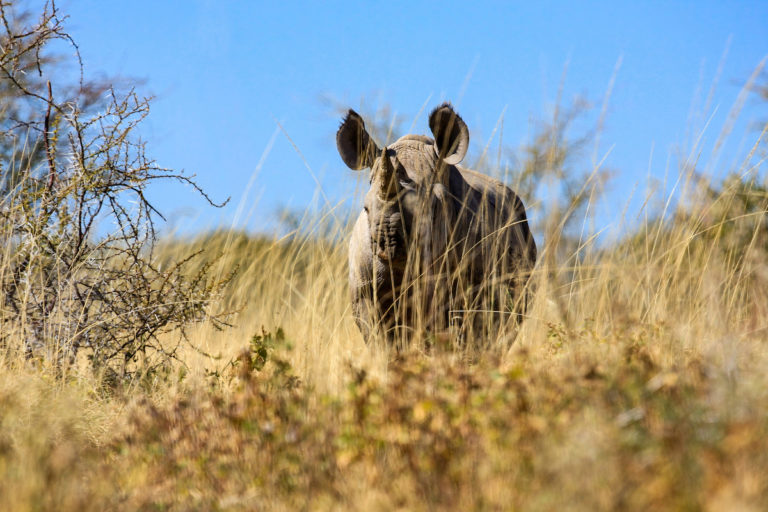 congo white rhino