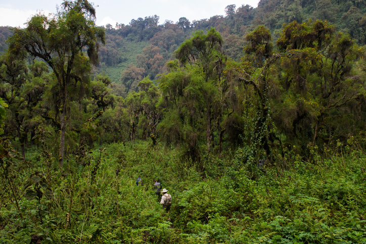 Gorilla trekking rwanda