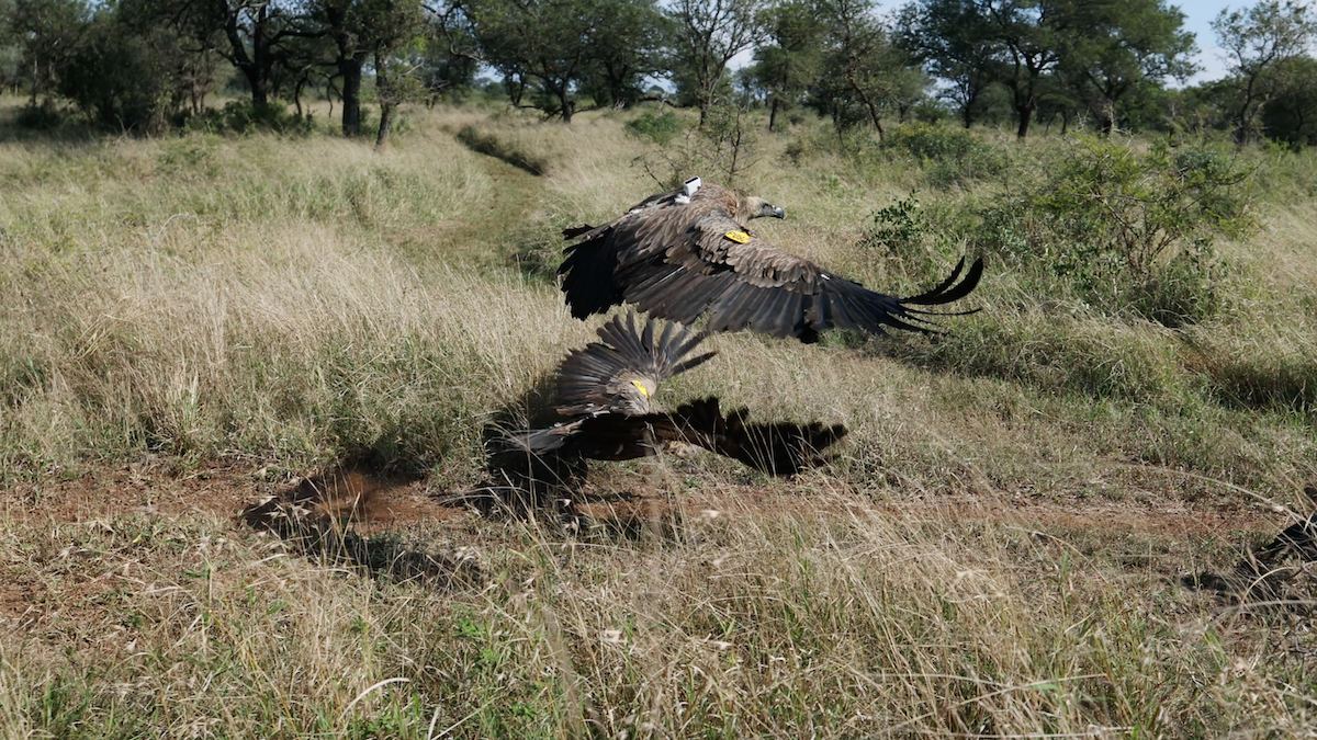 Five vultures successfully rehabilitated and released into the wild