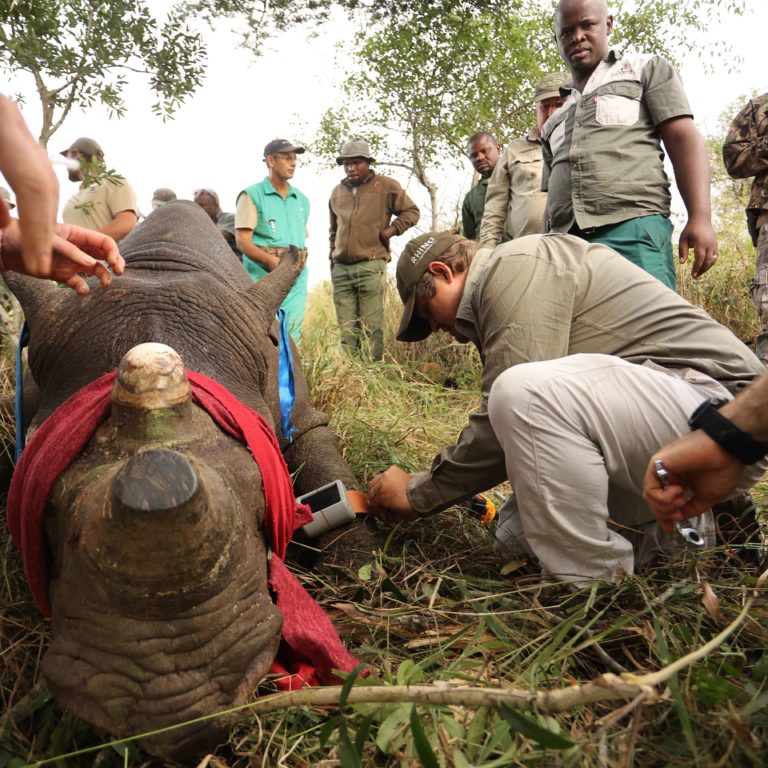 Thanda Safari recruits AI technology to combat rhino poaching Jarastyle travel