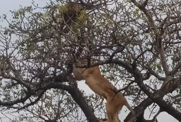 Elephants save leopard in distress from two hungry lions Jarastyle travel