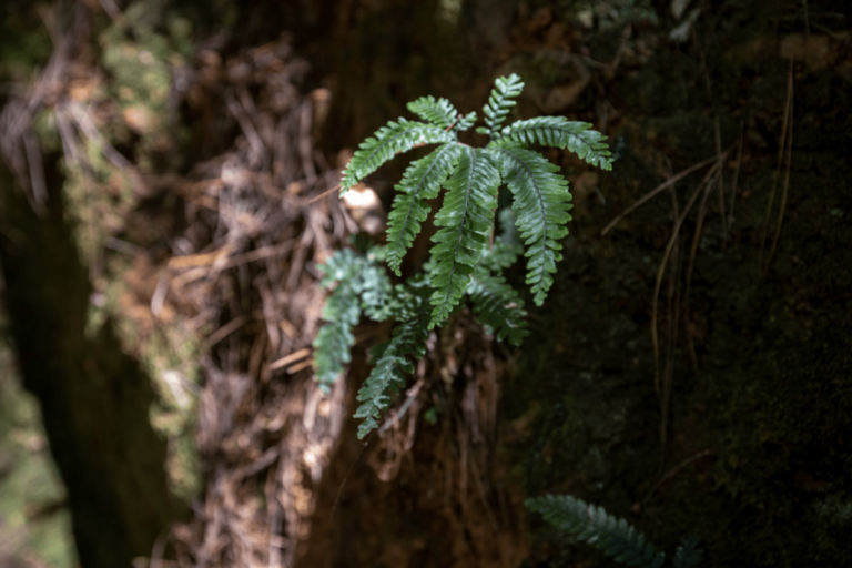 Barking up the right tree: Forest bathing Jarastyle travel