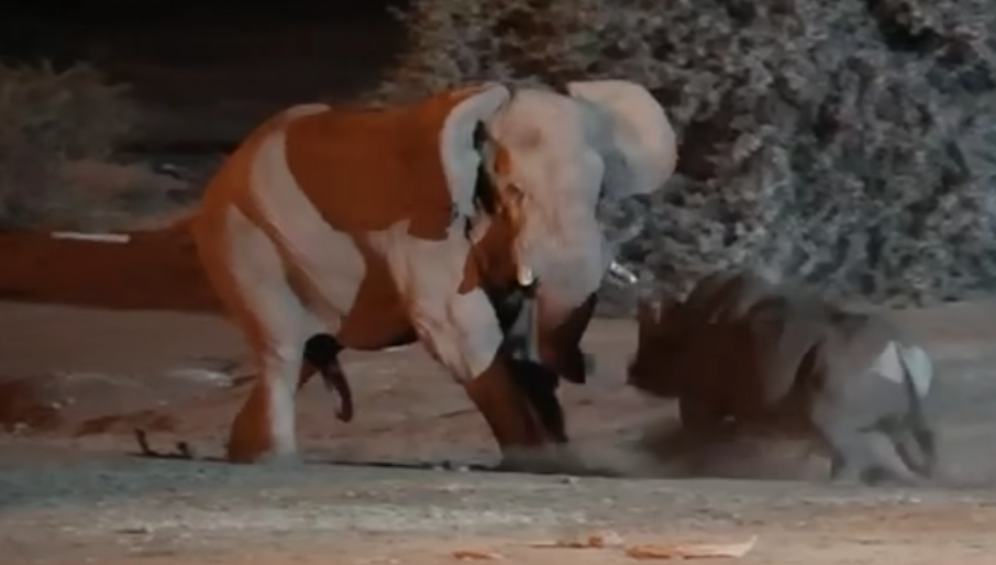 Elephant and rhino have an intense standoff Jarastyle travel