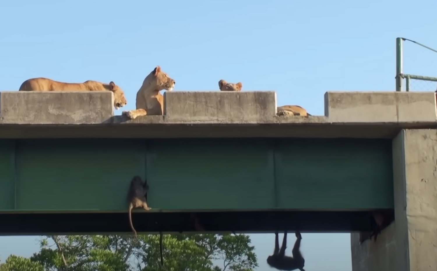 troop of Baboons hide from lions under a bridge Jarastyle travel