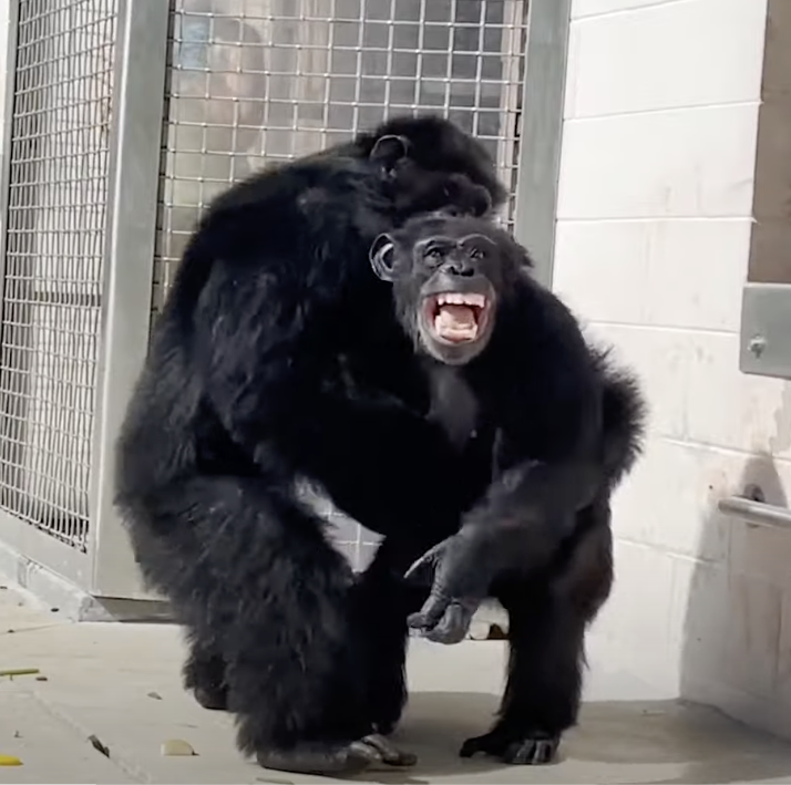 Vanilla the chimpanzee goes outside for the first time Jarastyle travel