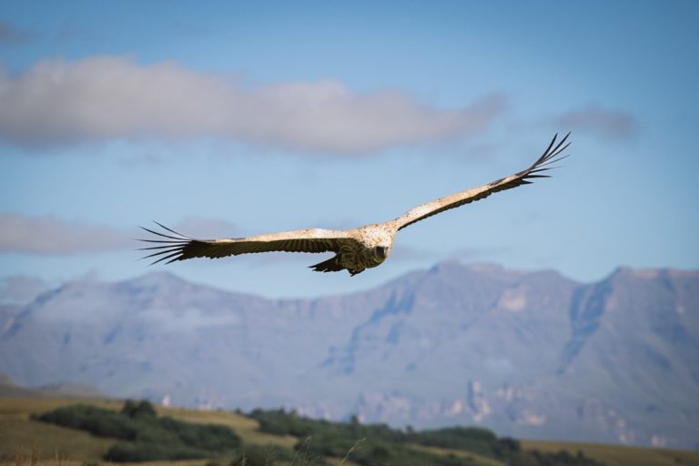 How you can help protect endangered vultures Jarastyle travel