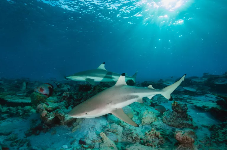 New study reveals how South Africa's sharks can be protected Jarastyle travel