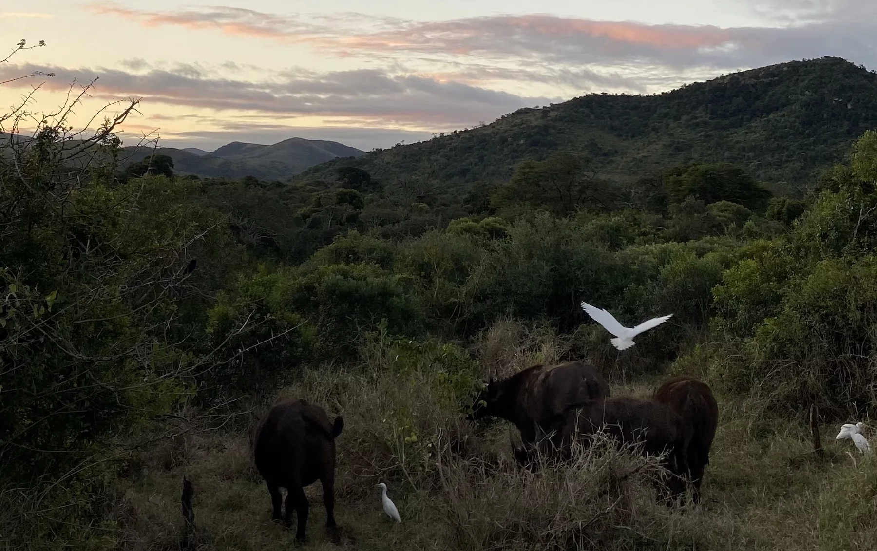 When in the wild: An ANEW Hotel and Resorts Hluhluwe trip